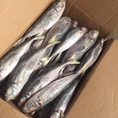 China FROZEN small frozen mackerel for sale