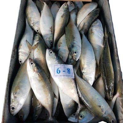 China Factory FROZEN Wholesale High Quality Frozen Indian Mackerel for sale