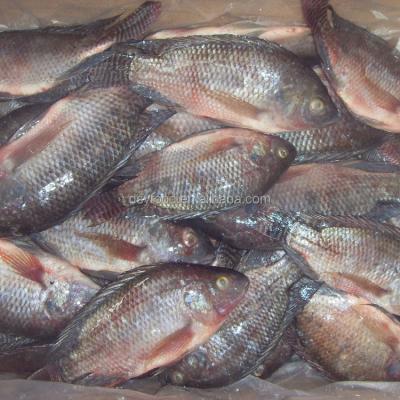 China WHOLE ROUND IQF IWP FROZEN BLACK TILAPIA FISH for sale