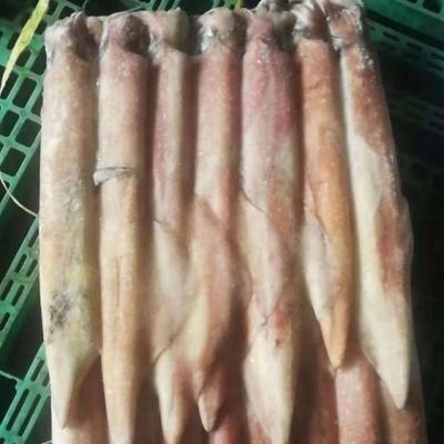 China Good Selling Gluten Free Indonesia Frozen Red Squid for sale