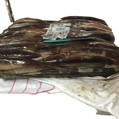 China NATURE good sale factory wholesale illex frozen squid for sale