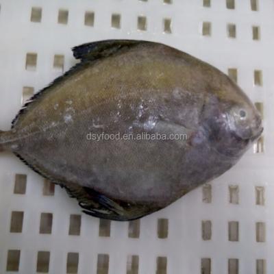 China FROZEN FROZEN BLACK POMFRET/WHITE CASTANOLES FISH WHOLE AROUND IQF for sale