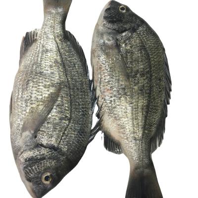 China Good quality FROZEN frozen sea bream for sale