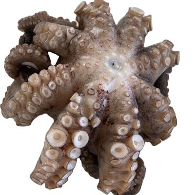 China Large frozen octopus FROZEN for sale