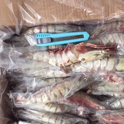 China Big Size FROZEN Frozen Tiger Shrimp For Sale for sale