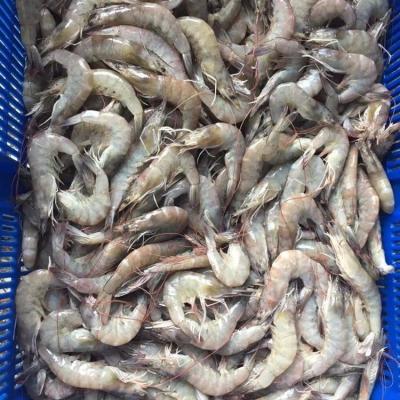 China FROZEN Indonesia Shrimp FROZEN Head for sale