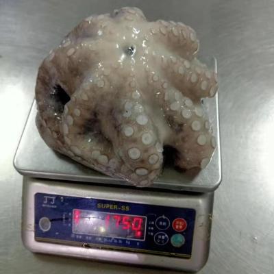 China IQF Frozen Octopus (Flower Form Clean) 111 for sale