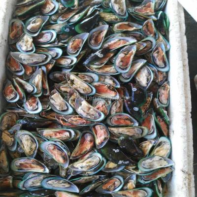 China Gree FROZEN mussel for sale