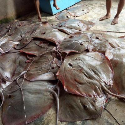 China Good Selling JELLY Whole Around Frozen Sting Ray for sale