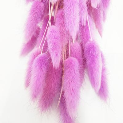 China 2021 Durable Hot Selling Bunny Tail Grass Preserved Flower High Quality Dried Bunny Tail Grass For Office Home Wedding Decoration for sale