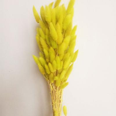 China Amazon Whosale Lasting Hot Sale Dried Flower Dried Bunny Tail Grass Lagurus Ovatus Ovatus Bunny Tail For Wedding Home Decoration for sale