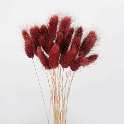 China Lasting New Style Forever Preserved Eternal Flower Dry Lagurus Wedding Decoration Ovatus Bunny Rabbit Tail Grass For for sale