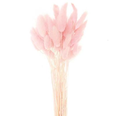 China High Quality Decorative Natural Dry Flower Bunny Tail Lagurus Wholesale From Kunming Event Decoration for sale