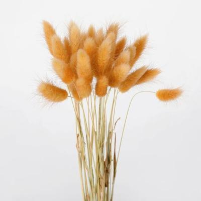 China High Quality Durable Dry Lagurus Ovatus Bunny Rabbit Tails Uraria Crinita Dried Flower for Wedding Decoration Bequet for sale