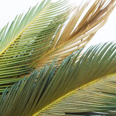 China Yunnan Factory Hotel Store Wedding Party Original Real Palm Dried Flowers Palm Leaves Wholesale Fan Leaf For Home Decor for sale