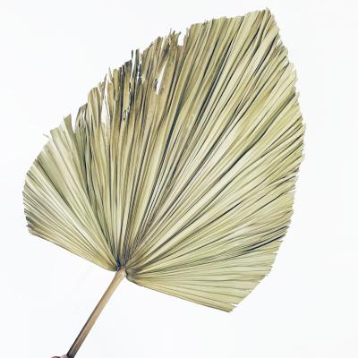 China Wholesale Natural Dried Natural Preserved Palm Leaf Dry Flower Durable Palm Leaves Flower Arrangements For Decorative Leaves for sale