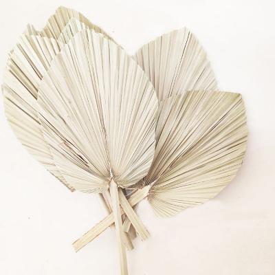 China Yunnan Durable Plant Wholesale Real Palm Fan Leaf Original Dried Flower Palm Leaves For Home Decor for sale