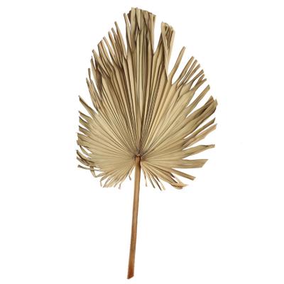 China Wholesale New Style Artificial Natural Dry Palm Leaves Durable Preserved Leaf Bleached to Wedding Flower for sale