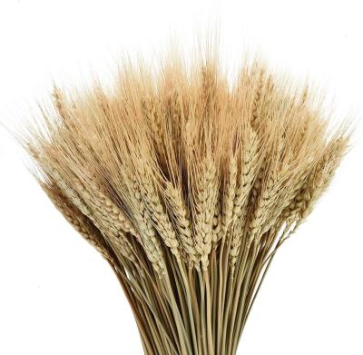 China Decorative Wedding Home Flowers Dried Decorative Natural Large Drie Wheat For Christmas Festival for sale