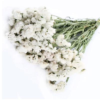 China Wholesale Natural Dried Flower Yunnan Sylvatica Decorative Flower Dried Flower Forget Me Not White Dried Flower Myosotis for sale