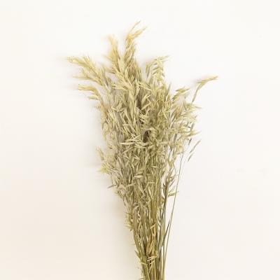 China Factory low price flower factory sales primitive home decor dry natural dry oat grass names of decorative flowers for sale