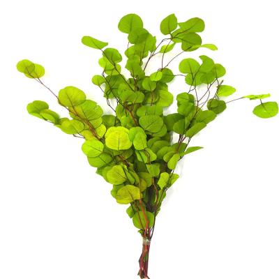 China Cheap Wholesale Christmas Eucalyptus Preserved Leaf Ornament Flowers Eucalyptus Leaves for sale