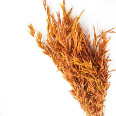 China Fashional Yunnan factory direct sale natural flower group dry grass bunch dry common oats wild wheat for sale