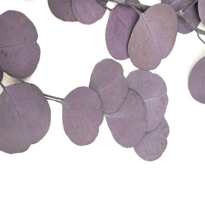 China Fashional Customized Eucalyptus For Decoration Of Various Occasions for sale