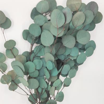 China Most Popular Fashional Plant Natural Eucalyptus for Living Room and Bedroom Decoration for sale