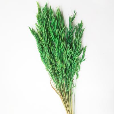 China Fashional Sales Never Fade Dry Grass Bunch Wheat Natural Wild Oats Flower Dried Common Bunch Oats For Wedding Decoration for sale