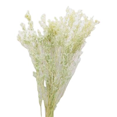 China Wholesale Low Price Natural Dry Natural Halloween Flower Decorative Flower for sale