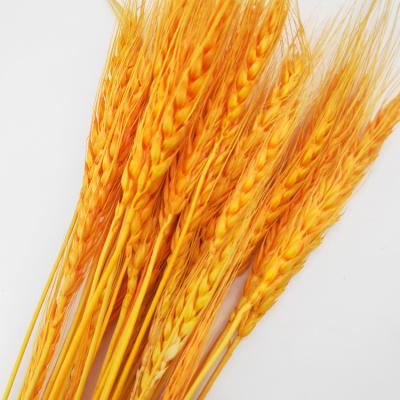 China Long Lasting Multicolor Dried Wheat Flower Bouquet For Wedding Party And Decoration for sale