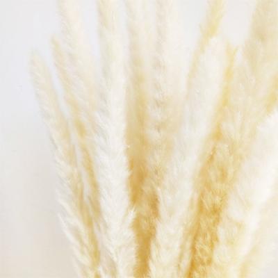 China Natural Luxury Premium Grade Pampas Grass Flower Durable Pampas Grass White Pampas Grass About 45cm for sale