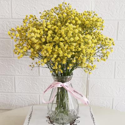 China Dry Forget I Not Flower Natural Dry Romantic Style Forget Me Not Flowers For Wedding Home Decoration for sale