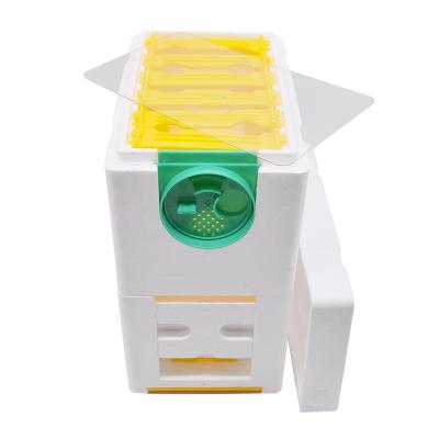 China Queen Rearing Of Beekeeping Double Layers Farms / Rearing Mini Styrofoam Joining Nucs Hive for sale