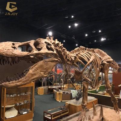 China Museum SGSR01 Real Dinosaur Skeleton Model Decorations Skeleton Dinosaur For Kids for sale