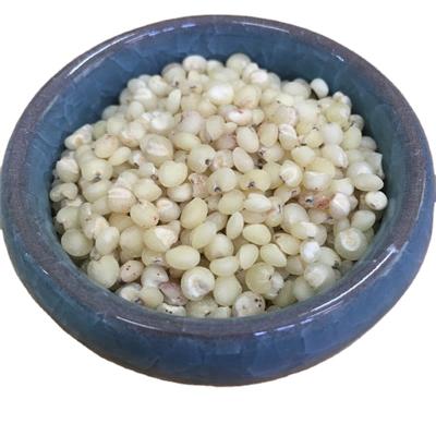 China Premium Grade Red Sorghum Grains Dry Sweet Sorghum White Seed for sale