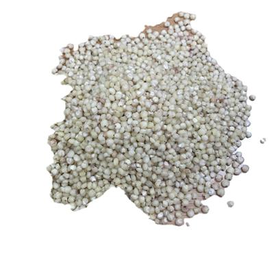 China Top Grade Wholesale Dry Sorghum Grains Good Red Sorghum Price for sale