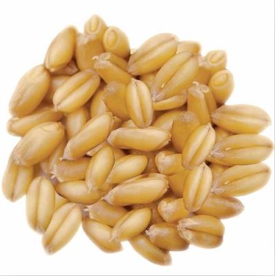 China New Crop Wheat Grain Bulk Wheat Dry Milling Grain For Sale for sale