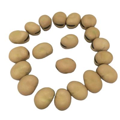 China Factory supply dry organic dry broad bean dry braod bean cheap price for sale