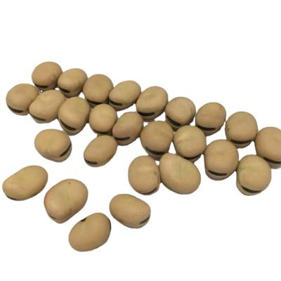 China Bulk Sale Hot Frozen Broad Bean Dry Broad Bean Seed Cheap Price for sale