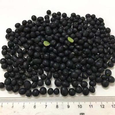 China Cheap Hot Selling Dry Good Quality Black Soybeans Bulk Dried Black Soybeans for sale