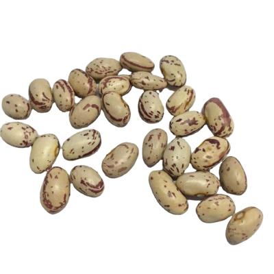 China Chines Dry Dried Pinto Bean Light Speckled Kidney Beans Notorious for Export for sale