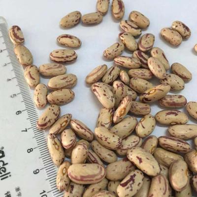 China High Quality Light Dwarf Soybean Dwarf Beans Dry Spotted Bean Supplier for sale