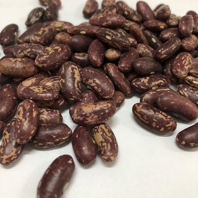 China Good quality dried china dried purple spotted kidney bean on sale for sale