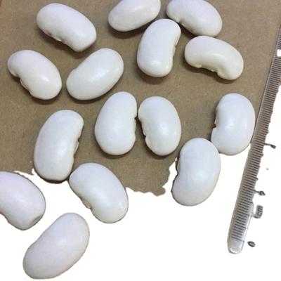 China Chinese Notorious Dried White Kidney Commercial Non-GMO Beans For Export for sale