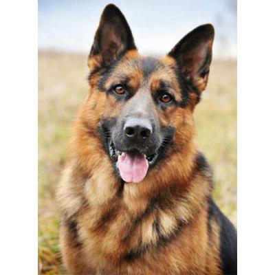 China Wholesale Abstract Meian Animal German Shepherd Full Diamond Painting Dream Catcher Painting Canvas Wall Art for sale