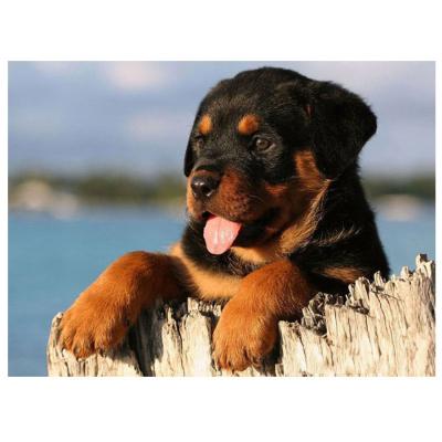 China Wholesale Full Diamond Painting Dreamy Rottweiler Abstract Meian Dog Catcher Painting Canvas Wall Art for sale