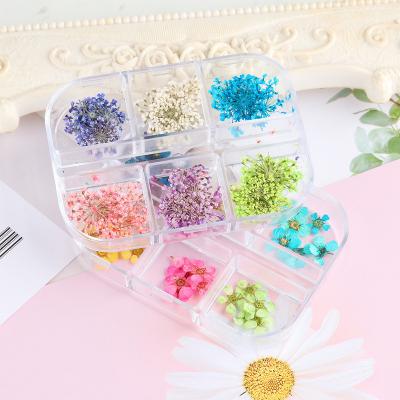 China Natural Touch Good Price Dried Flowers For Resin Pressed Natural Dried Flower Dries 3D Flowers For Nails Nail Art for sale