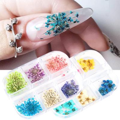 China Natural Touch Good Price Dried Flowers For Nail Art 3D Real Encapsulated Dried Flower For Nails Forget Me Unpressed Flower for sale